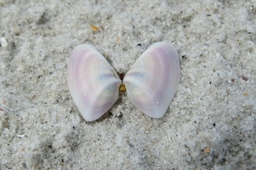 Pink seashell on sand background in Florida Beach, closeup