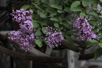 Revived nature and lilacs blooming in the garden.