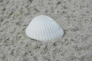 White seashell on sand background in Florida beach, closeup