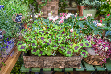 Tiesto de tréboles de cuatro hojas en la floristería