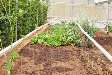 green house with fruits and vegetables
