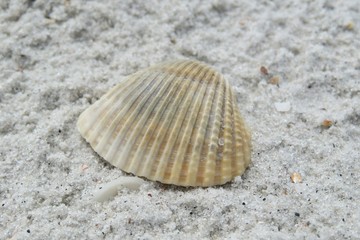 Fototapeta na wymiar Seashell on sand background in Florida beach, closeup