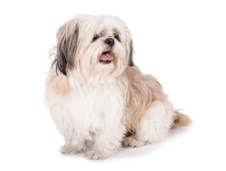 Shih tzu, 8 months old, sitting