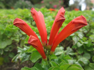 red flower in garden