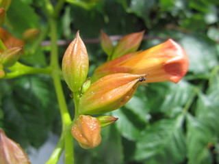 Unknown flower