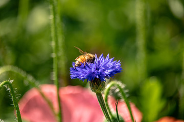 View of a honeybee at the nectar collecting on a blue flower with green blurred background
