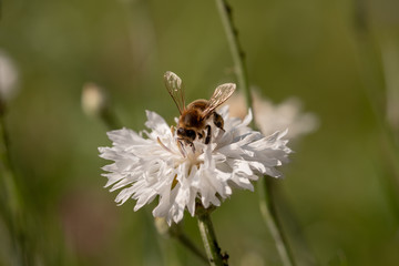 View of a honey bee at the nectar collecting on a white flower with green blurred background