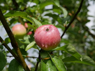 ripe apples with raindrops on a branch with green leaves on a Sunny summer day. natural vitamin. healthy food. vegetarian food. apple orchard. fruit tree