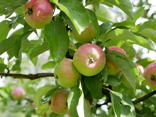 ripe apples on a branch with green leaves on a Sunny summer day. natural vitamin. healthy food. vegetarian food. apple orchard. fruit tree