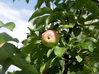 ripe apples on a branch with green leaves on a Sunny summer day. natural vitamin. healthy food. vegetarian food. apple orchard. fruit tree
