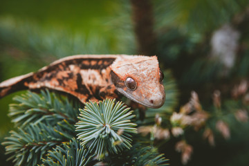 New Caledonian crested gecko sitting on tree