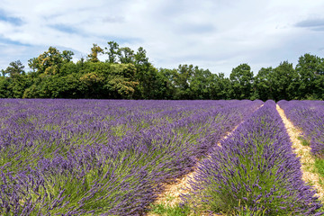 Naklejka na ściany i meble Lavender lines covered in flowers on endless fields tainted in purple, Provence, South of France