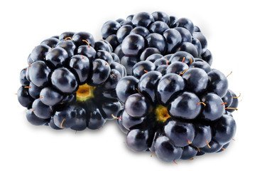 Blackberry on a white isolated background