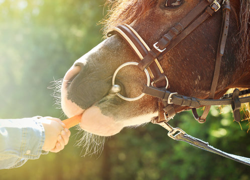 Little girl feeding her pony with carrot in park, closeup