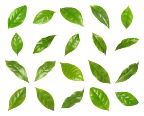 Set of fresh green coffee leaves on white background