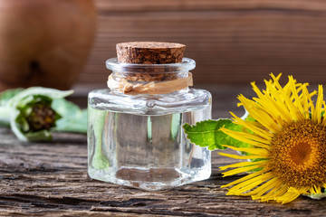 A bottle of elecampane essential oil and fresh plant
