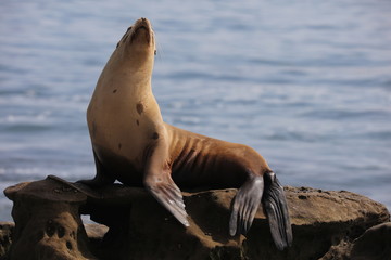 California sea lion