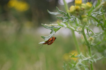 love is all you need