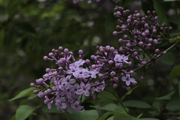 Fototapeta na wymiar Revived nature and lilacs blooming in the garden.
