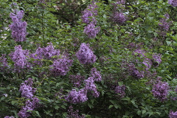 Obraz premium Revived nature and lilacs blooming in the garden.