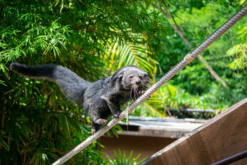 Obraz premium The Bearcat or Arctictis Binturong show is on the rope.