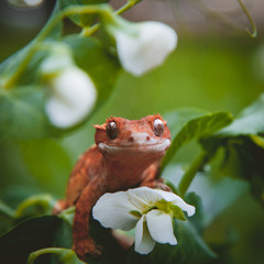 New Caledonian crested gecko with white flowers