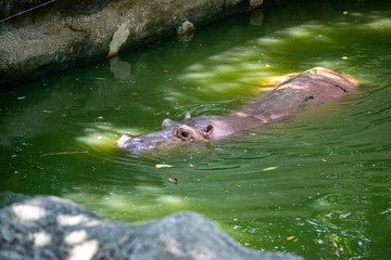 The hippopotamus wakes up from bed and is playing in the water.