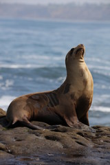 California sea lion