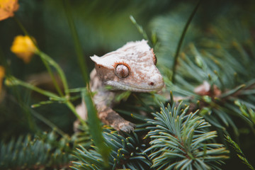 New Caledonian crested gecko on tree with flowers
