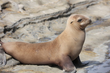 Obraz premium California sea lion