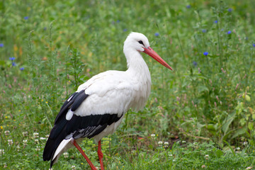 White stork (Ciconia ciconia) stands on fresh green summer meadow