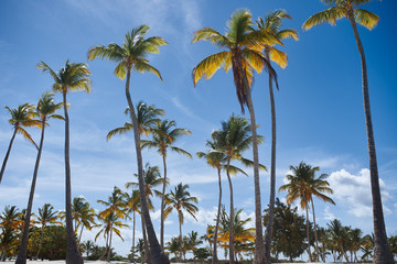 palm trees on beach