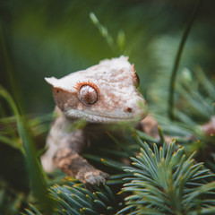 New Caledonian crested gecko sitting on tree