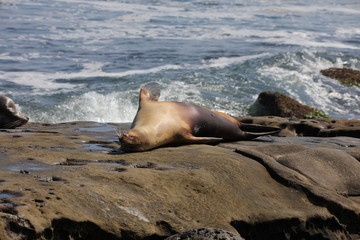California sea lion