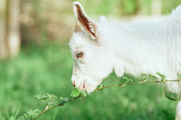 Obraz premium goat on green grass