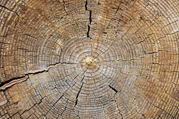 Texture at the end of a log on an old log cabin.