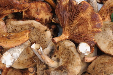 Worm mushrooms, cut. Boletus nd Worm mushrooms, cut. Boletus and Paxillus involutus