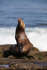 Fototapeta premium California sea lion