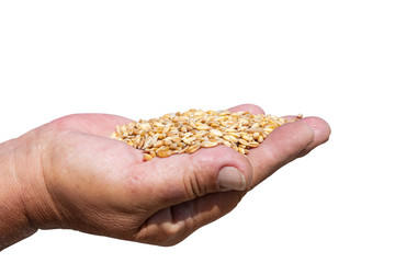 Hand of elderly woman close-up holding a handful of wheat grains. Right hand  with crops. White background with copy space. Food crisis. Unemployment. World hunger. Corona virus lockdown problems.
