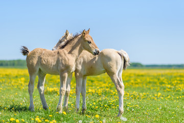 Two lovers foal on a dandelion field.