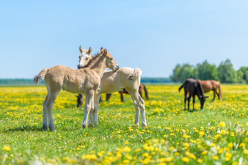 Two lovers foal on a dandelion field.