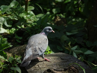 stock dove (Columba oenas)
