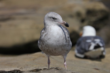 seagull on beach