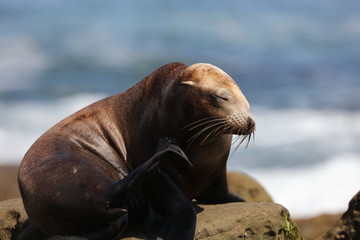 Fototapeta premium California sea lion