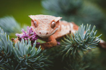 New Caledonian crested gecko on tree with flowers
