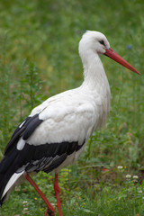 White stork (Ciconia ciconia) on fresh green summer meadow