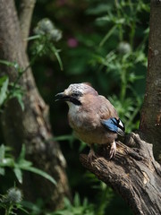 jay (Garrulus glandarius)