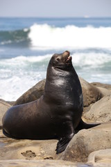 Fototapeta premium California sea lion
