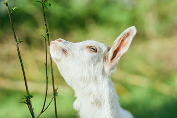 Obraz premium goat on the meadow
