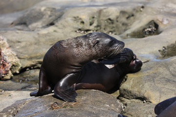 California sea lion